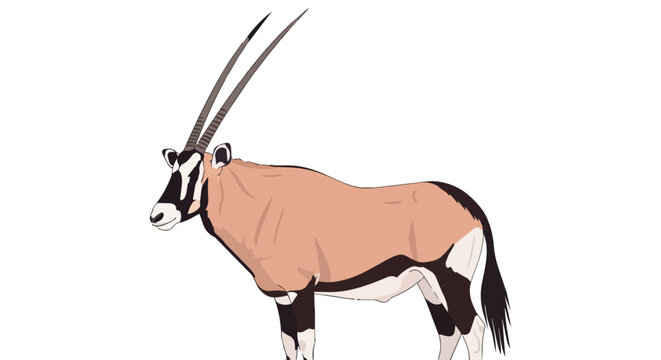 African Gemsbok Oryx Antelope Illustration with Long Horns and Distinctive Markings Isolated on White Background