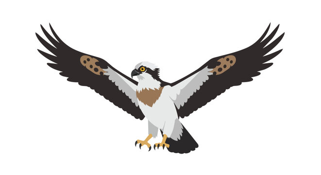 Majestic Osprey Sea Hawk Soaring with Wide Wingspan Predatory Bird Illustration Isolated on White Background