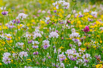 Obraz premium Wildflowers bloom in a field during spring with various colors and types of flowers growing together