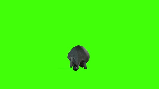 4k long tail Rat Rodents walk cycle loop back view animation on isolated Green Screen Animal, 3D Realistic mice, mouse slowly walk rendering on the chroma key, video for your rhymes, stories