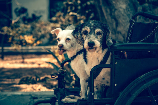 perro, animal, mascota, canino, cachorro, cuca, caf&eacute;, engendrar, mam&iacute;fero, blanco, retrato, boxeador, perro cobrador, naturaleza, aislada, gran dan&eacute;s, domestica, amiga, joven, rojo, mirada
