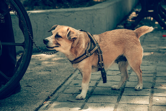 perro, animal, mascota, canino, cachorro, cuca, caf&eacute;, engendrar, mam&iacute;fero, blanco, retrato, boxeador, perro cobrador, naturaleza, aislada, gran dan&eacute;s