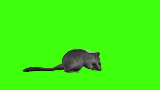 4k long tail Rat Rodents idle loop side view animation on isolated Green Screen Animal, 3D Realistic mice, mouse attention standing rendering on the chroma key, video for your rhymes, stories
