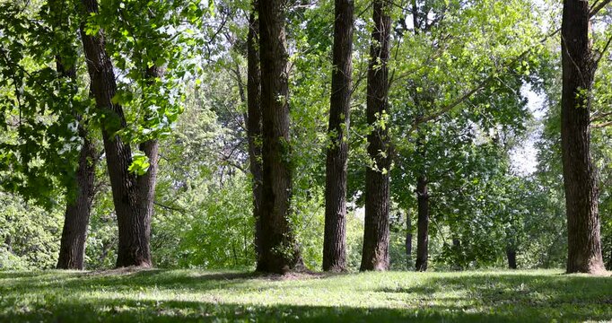 A park with green trees and grass, this well-maintained park has a natural landscape with dense thickets and sunny spots inside the park.