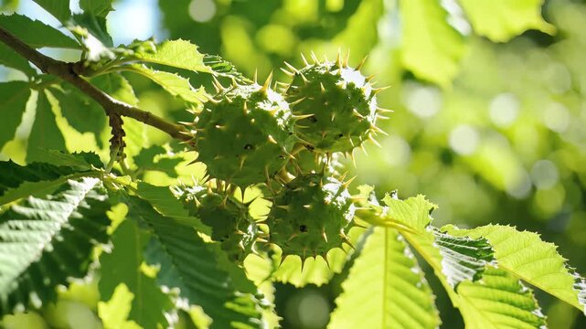 Closeup of Horse Chestnut Conkers Growing on a Tree Branch in Sunlight.