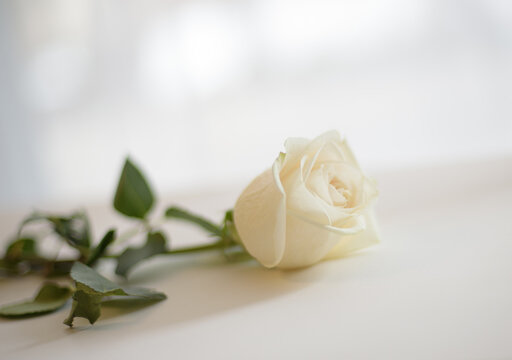 rose, white rose, romantic, romantic flower, valentine , love, relationship, lover, partner, boyfriend, girlfriend, husband, wife, mother, father, childen.