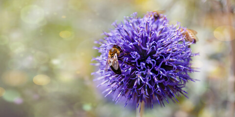 Bees collect nectar from a purple flower in a garden during a sunny day in spring season © Fleuronica