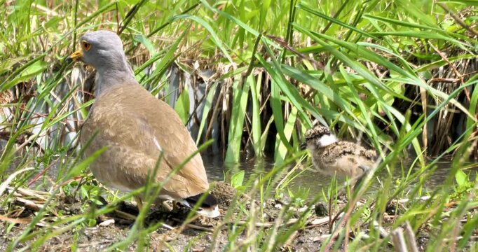 grey-headed lapwing ,parent bird take care its chick in  wet grassland