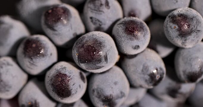 Dark grapes in drops of water, these grapes have a matte surface with a bluish coating and transparent moisture particles on the surface of the berries.