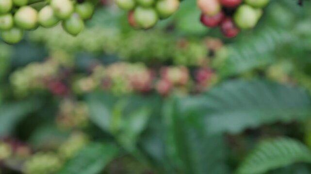 A branch of coffee cherries, in various stages of ripeness, hangs in a plantation in the lush highlands of Da Lat, Vietnam. The vibrant red and green berries signify the ongoing harvest season.
