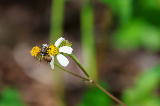 A cutworm fly perched on a white beggartick flower