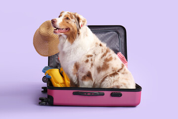 Cute Australian Shepherd dog with hat and flippers in suitcase on lilac background. Tourism concept © Pixel-Shot