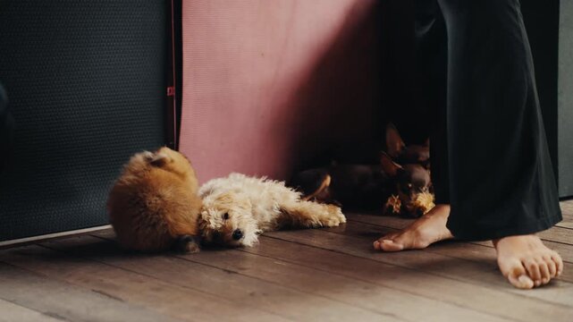 Adorable puppies resting during yoga class
