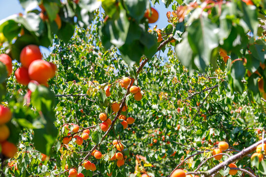 Fruit trees hang heavy with ripe apricots under clear blue sky in a sunny orchard during the summer season