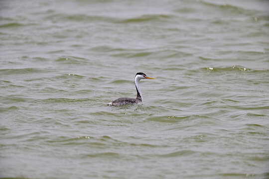Clark's grebe (Aechmophorus clarkii) swimming in water