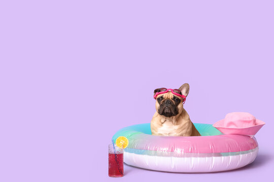 Cute French bulldog with swimming glasses, hat, inflatable ring and glass of cocktail on purple background