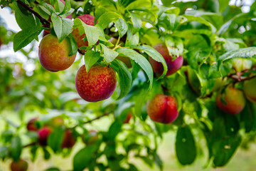 Obraz premium Bright apples grow on branches in a lush orchard during summer days in the countryside
