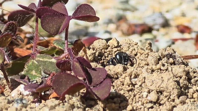 

Small Bee Activity: Start of the Day at the Little Digger Wasp's Playground #001
아기어리코벌의 활동: 아기어리코벌 놀이터에서의 하루 시작
