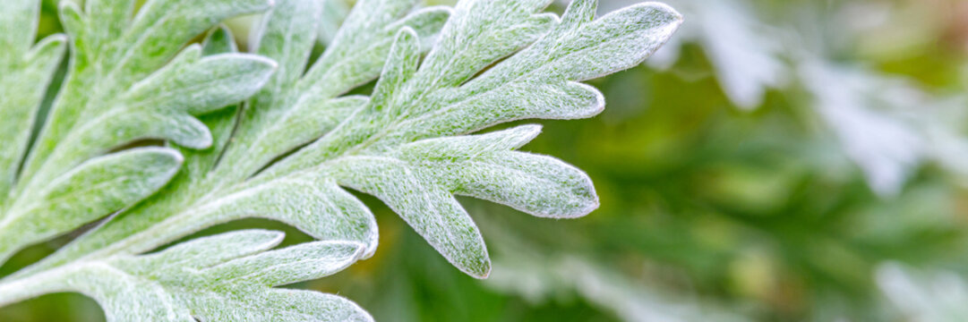 Close-up view of silver-green wormwood leaves in a garden with soft focus background