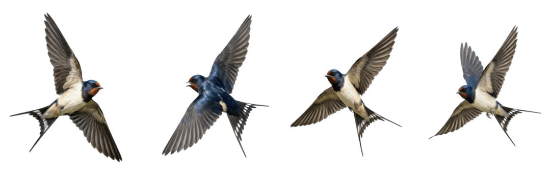 Set of Small Blue and White Swallows in Flight Isolated on White Background, PNG