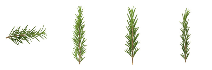 Obraz premium Set of Fresh Aromatic Green Rosemary Sprigs Isolated on White Background, PNG