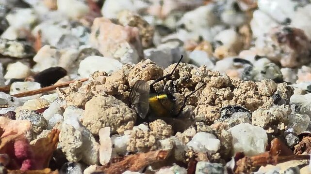 


Fast Action: Digger Wasp Carrying Prey to Nest at High Speed
초고속 액션: 사냥감을 물고 순식간에 둥지로 들어가는 어리코벌
