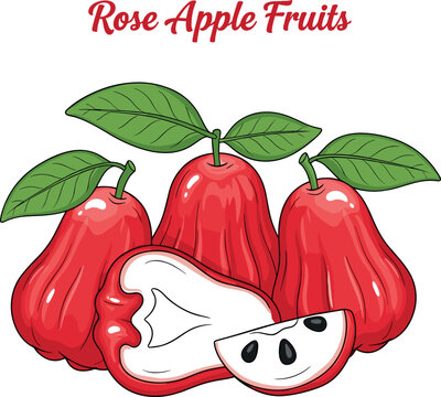 Rose Apple Fruits Vector Illustration with Whole Fruits, Cut Section, Leaves, and Seeds for Botanical, Tropical, and Educational Designs