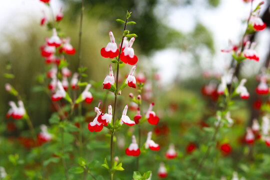 Hot Lips salvia blossoms in a natural outdoor