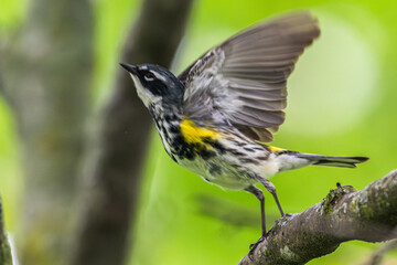 Fototapeta premium Yellow-rumped warbler takes off from a branch.
