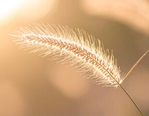 Obraz premium Close Up of Soft Grass Blades in Sunlight.