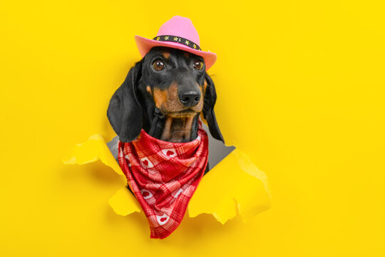 Dachshund dog wearing pink cowboy hat and red bandana scarf peeking through torn hole in bright yellow paper, western humor concept.