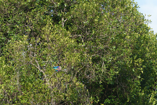 Lilac-breasted Roller: Africa's Colorful National Bird of Kenya