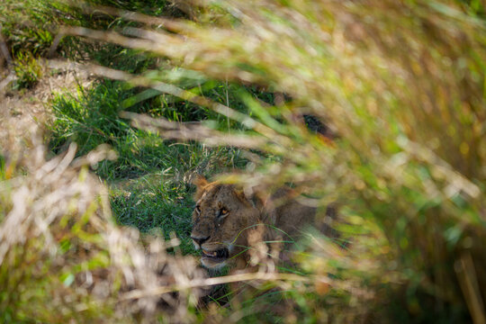 Lion juvenile, panthera leo, sheltering in long grass with just head visible through grass blades.