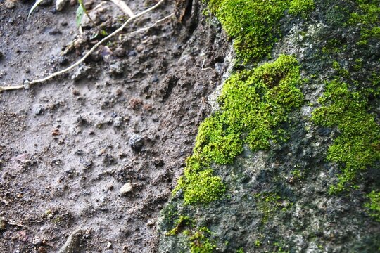 The bright green moss or bryophyte that grows abundantly on coarse with moist textured soil at rainy season