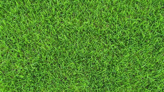 Generative AI, Natural Green Grass Texture Background Overhead Lawn Closeup