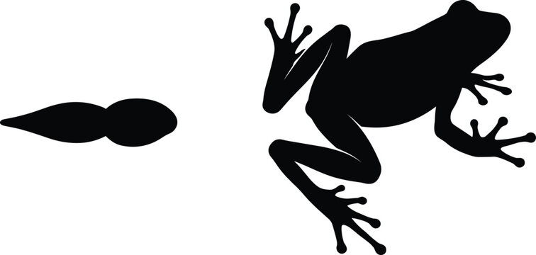 Black silhouettes of a tadpole and an adult frog showing different stages of growth and development isolated on a plain white background for graphic design.