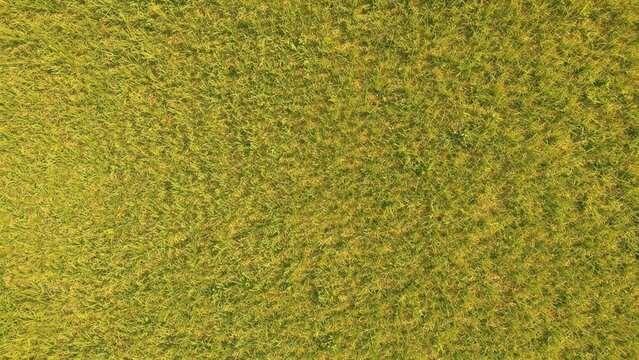Generative AI, Natural Green Grass Texture Background Overhead Lawn Closeup