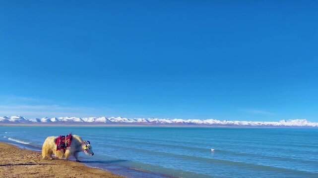 White yak on turquoise lake shore beneath snowy mountains