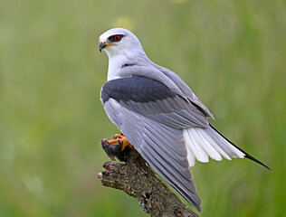Fototapeta premium a blue kite posing in a perch on spain