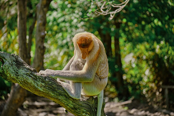 Proboscis Monkey in Borneo rainforest Sandakan Malaysia. Long-nosed monkey. It is endemic to Borneo. © rdv27