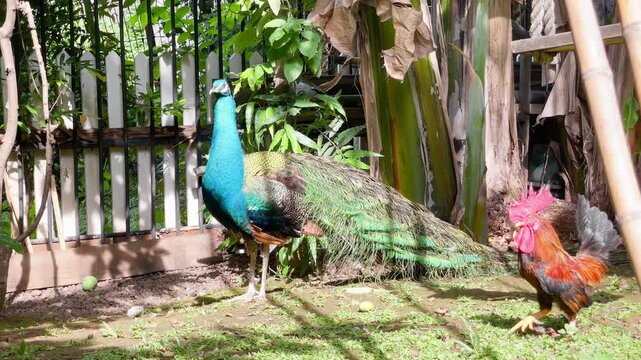 blue peacock preening time stopped by red junglefowl sound, indian peafowl living together with rooster, adult blue peacock preening its long tail feather during the day, wildlife bird routine footage