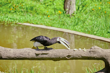 Rhinoceros bird in the jungles of Borneo island Malaysia © rdv27