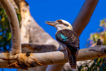 Profile Portrait of a Laughing Kookaburra © Neal