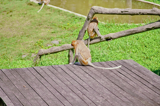 Proboscis Monkey in Borneo rainforest Sandakan Malaysia. Long-nosed monkey. It is endemic to Borneo.