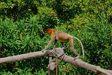 Proboscis Monkey in Borneo rainforest Sandakan Malaysia. Long-nosed monkey. It is endemic to Borneo. © rdv27