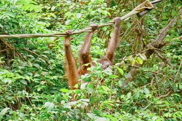 Orangutan spotted in the rainforest of Borneo Island of Malaysia. © rdv27