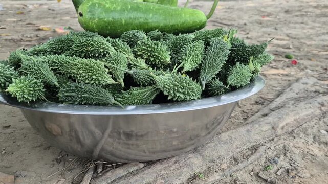 Fresh Harvested Bitter Gourd and Bottle Gourd in a Metal Bowl