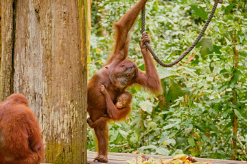 Orangutan spotted in the rainforest of Borneo Island of Malaysia. © rdv27