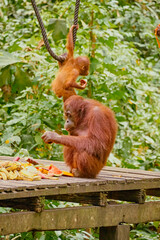 Orangutan spotted in the rainforest of Borneo Island of Malaysia. © rdv27