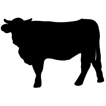 silhouette of a cow